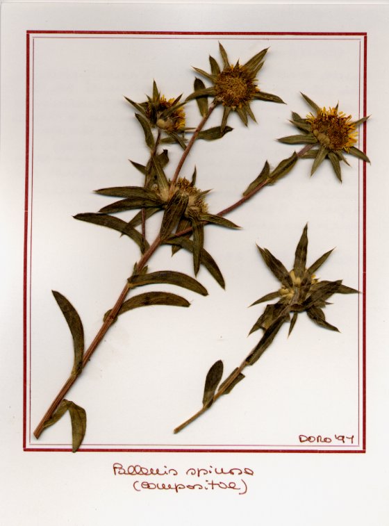 Pallenis spinosa