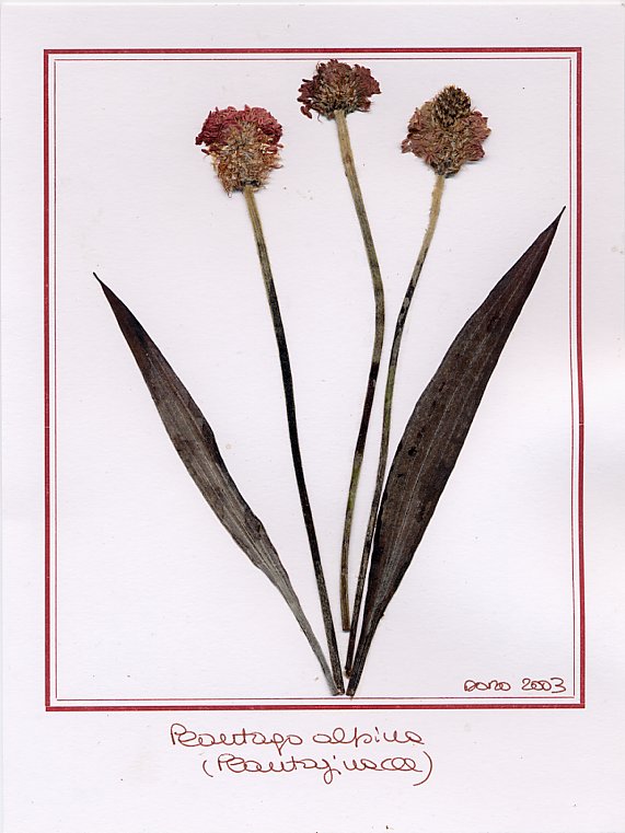 Plantago alpina