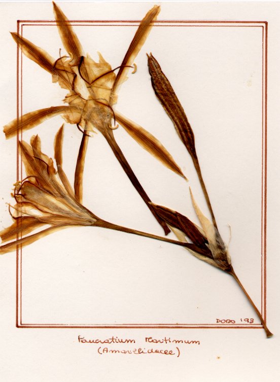 Pancratium maritimum