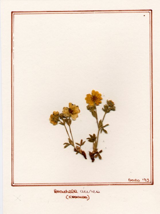 Potentilla aurea