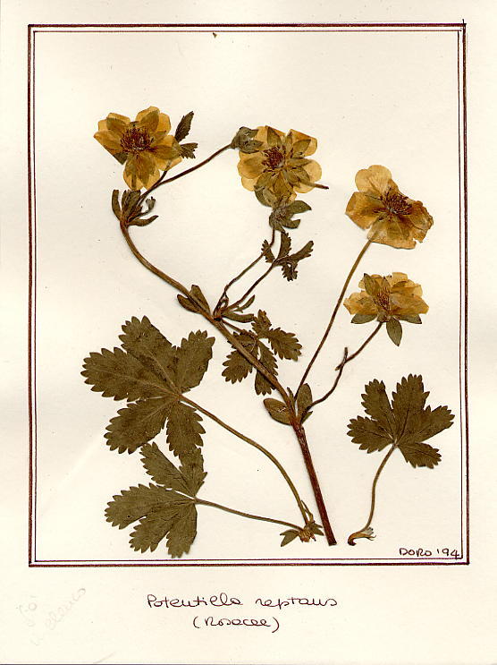 Potentilla reptans