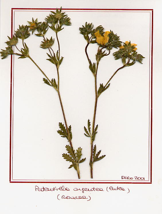 Potentilla argentea (lutea)