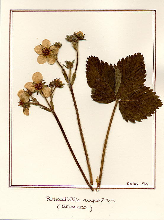 Potentilla rupestris