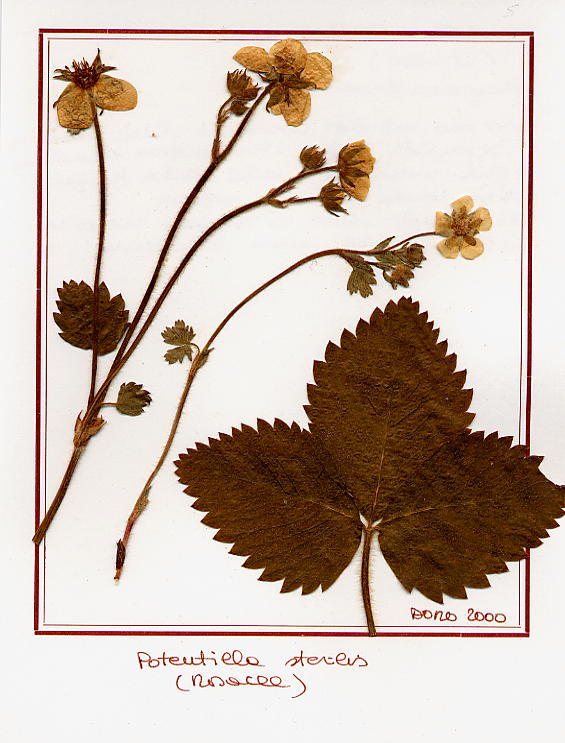 Potentilla sterilis