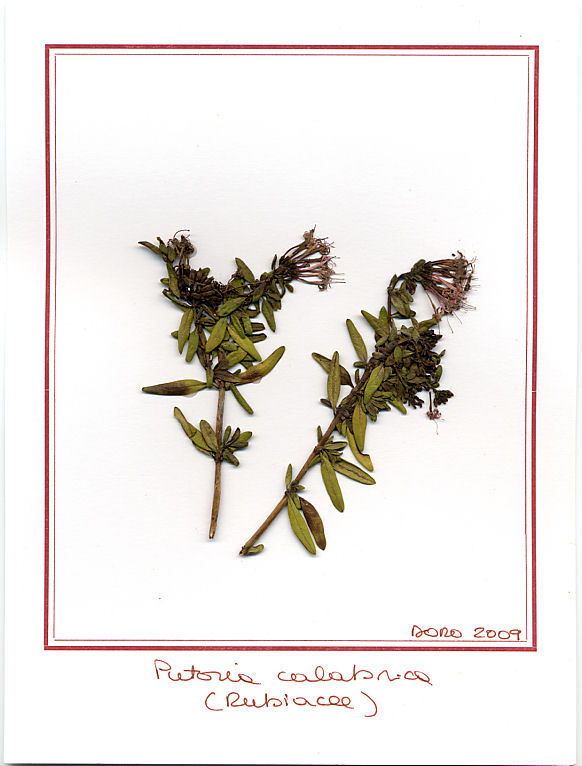 Putoria calabrica