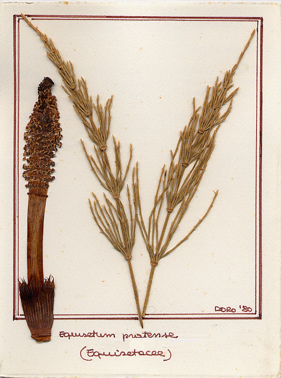 Equisetum pratensis