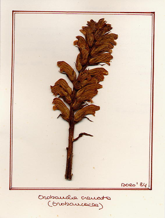 Orobanche crenata