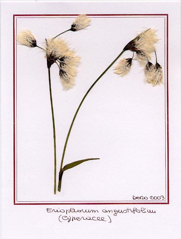 Erioforum angustifolium