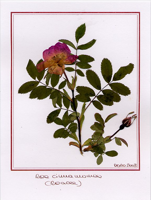 Rosa cinnamomea