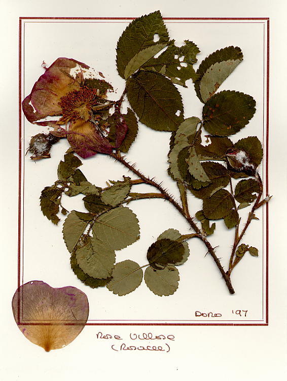 Rosa villosa