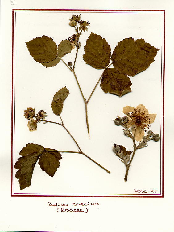 Rubus caesius