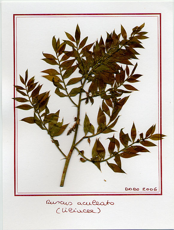 Ruscus aculeatus