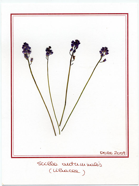 Scilla autumnalis