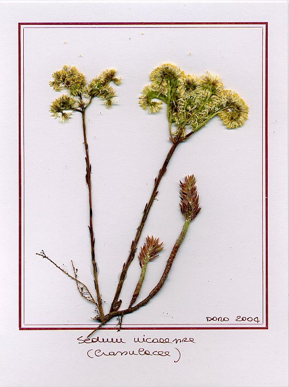 Sedum nicaeense