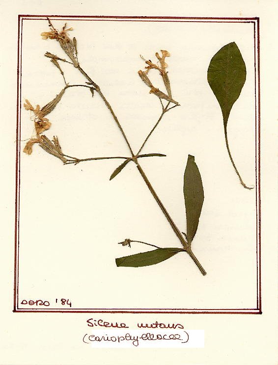 Silene nutans