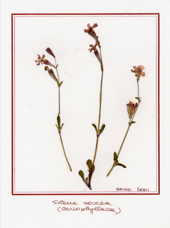 Silene sericea