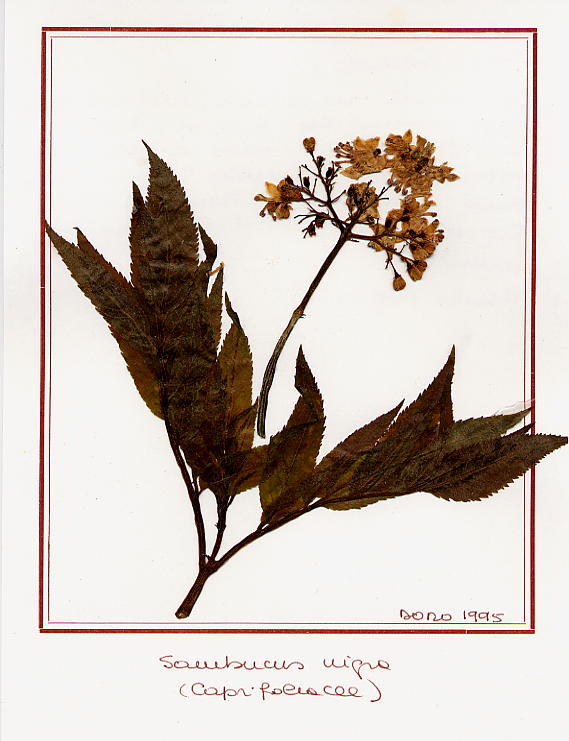 Sambucus nigra