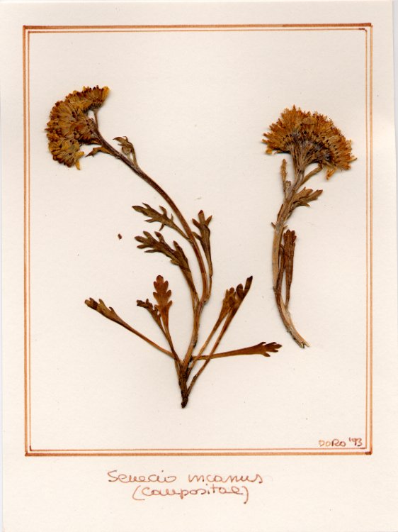 Senecio incanus