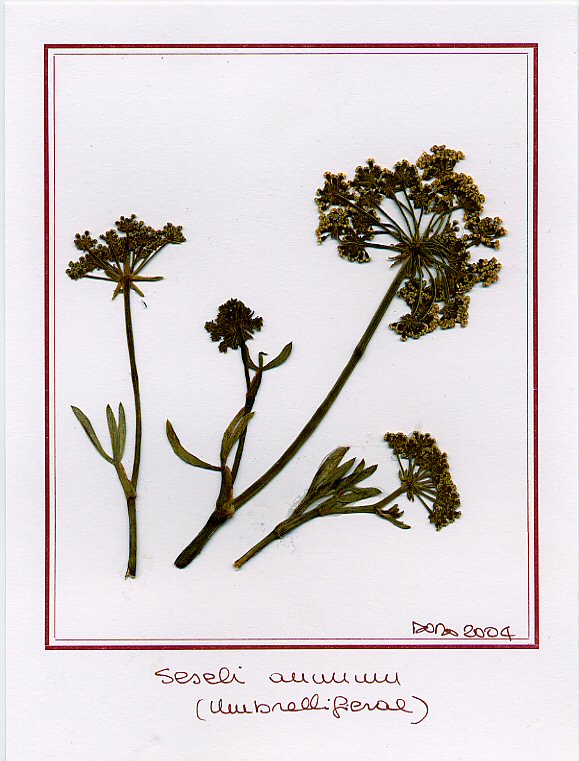 Seseli annuum