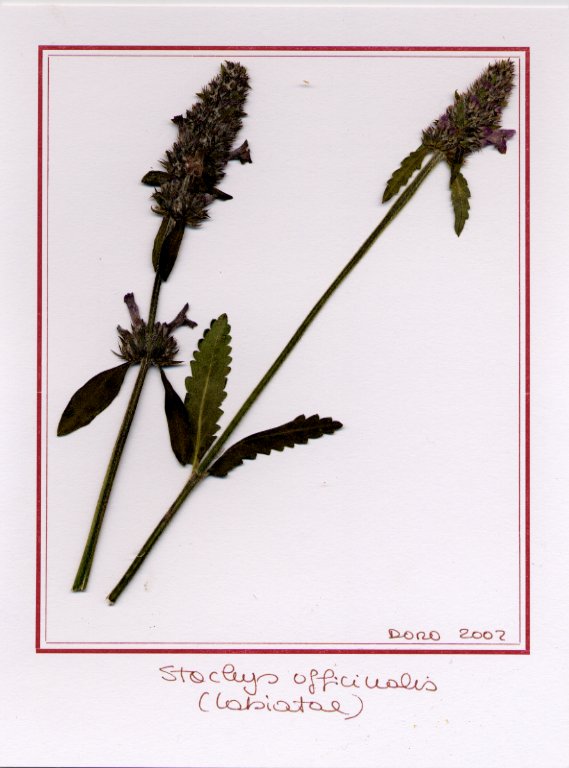 Stachys officinalis