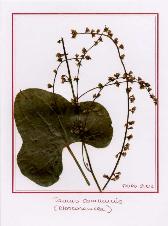 Tamus communis