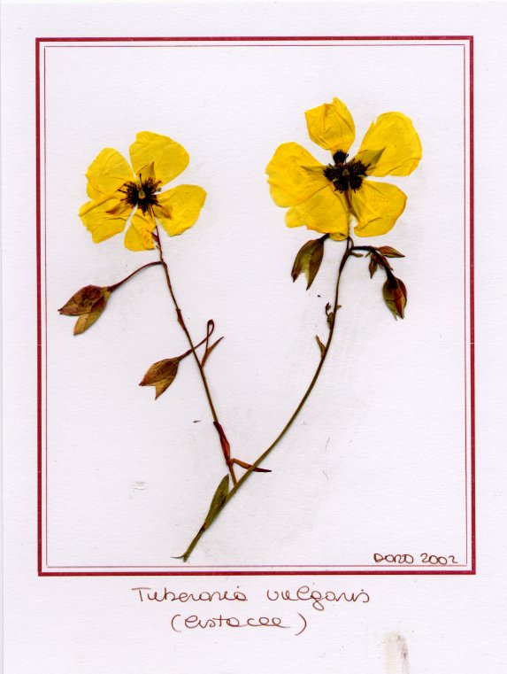 Tuberaria vulgaris