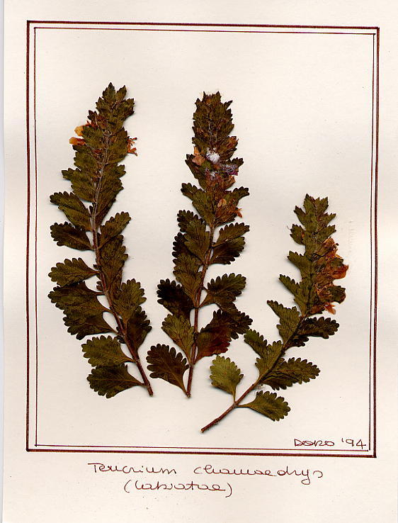 Teucrium chamaedrys