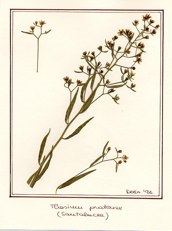 Thesium pratense