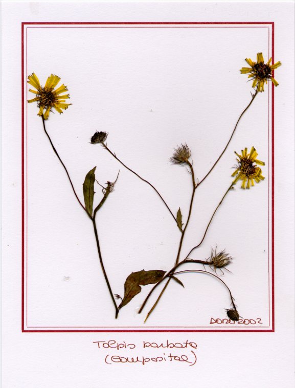 Tolpis barbata