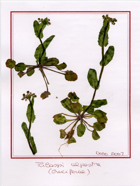 Thlaspi  alpestre