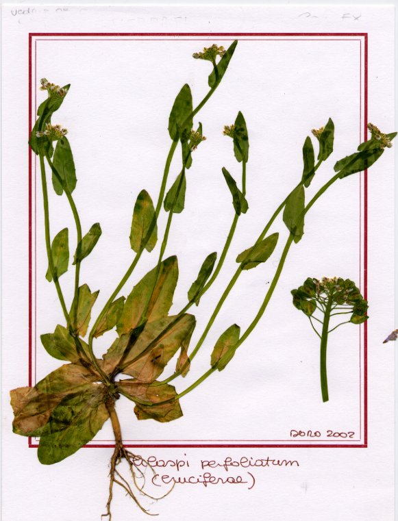Thlaspi perfoliatum