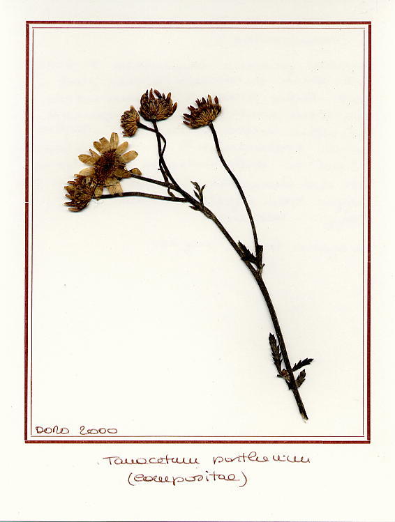 Tanacetum parthenium