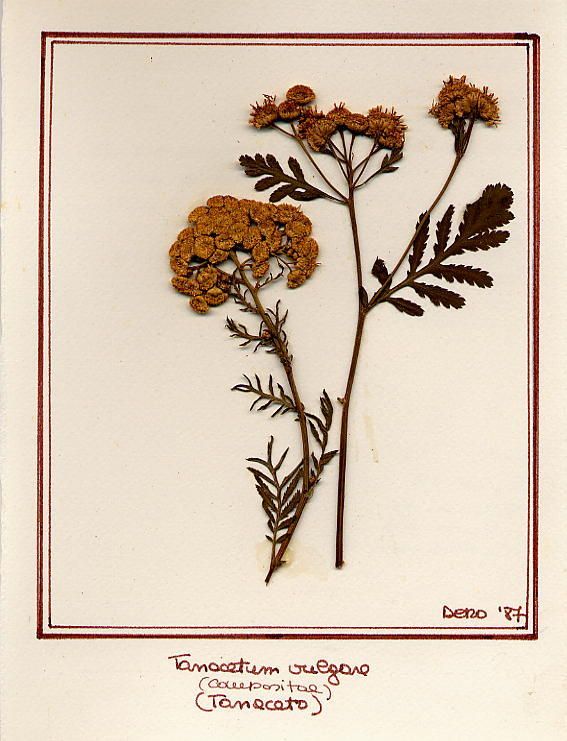 Tanacetum vulgaris