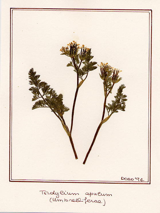 Tordylium apulum