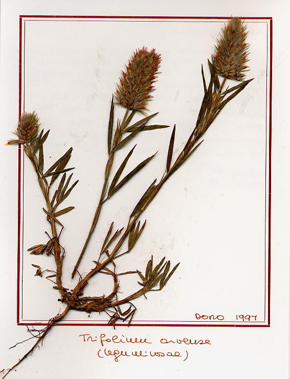 Trifolium arvense