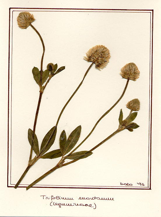 Trifolium montanum