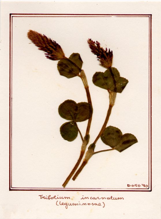 Trifolium incarnatum