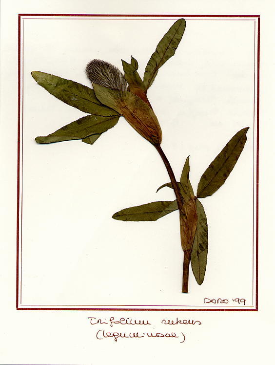 Trifolium rubens
