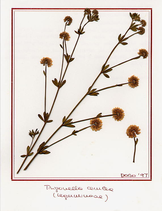 Trigonella cerulea