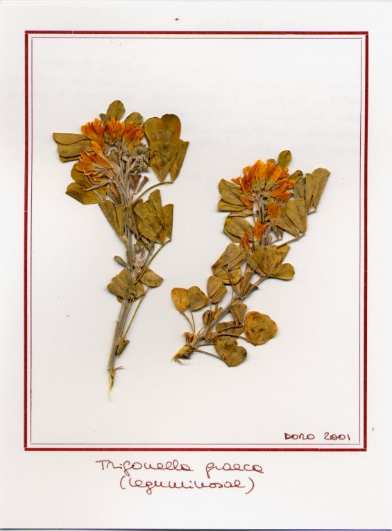Trigonella graeca