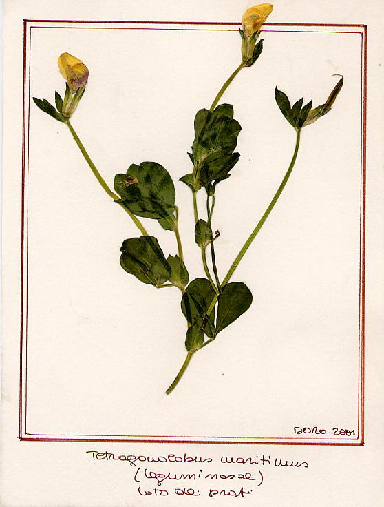 Tetragonolobus maritimus