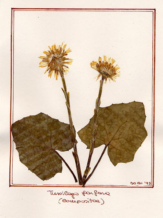 Tussilago farfara