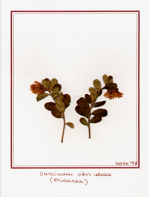 Vaccinum vitis idaea