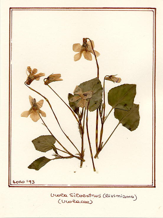 Viola sylvestris