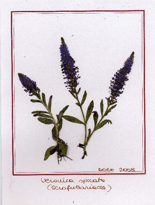 Veronica spicata