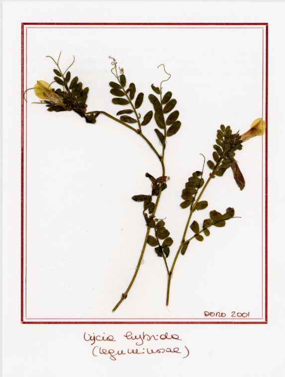 Vycia hybrida